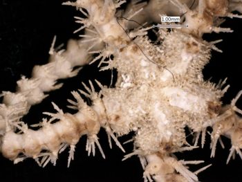 Media type: image; Invertebrate Zoology OPH-2012